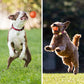 🎁Interaktivní míček Smart Pet Bounce🐶